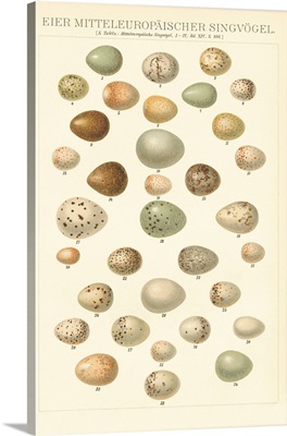 Songbird Egg Chart