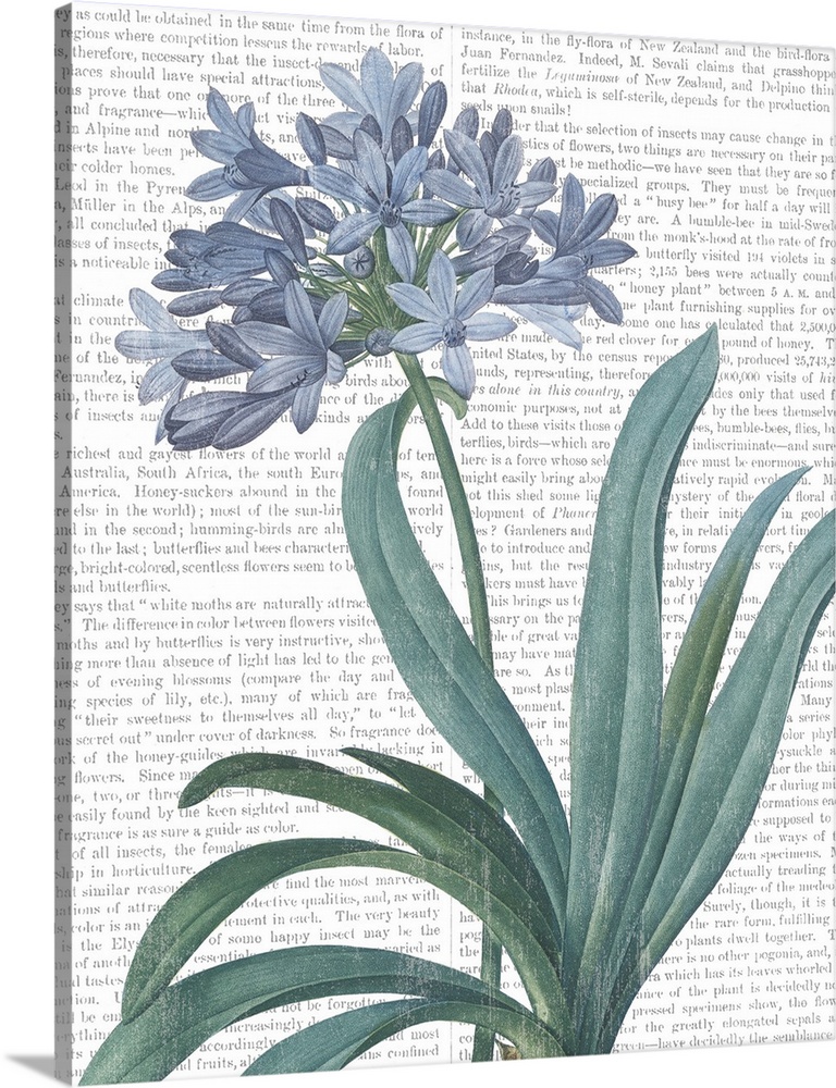 Mixed media art with a botanical illustration in the foreground and text from a botany book in the background.