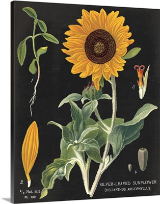 Sunflower Chart