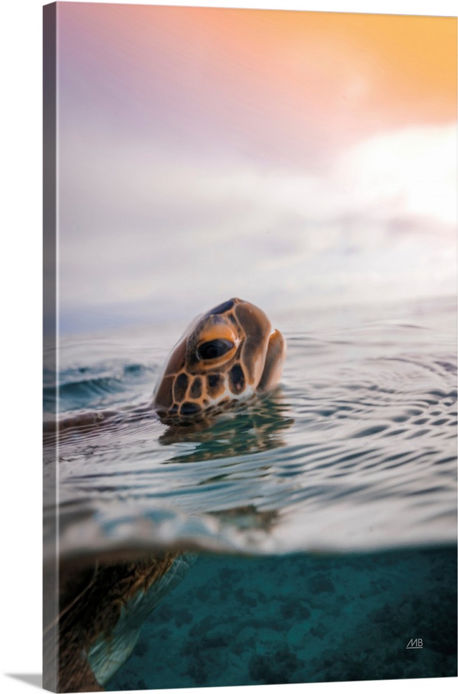 Sunrise Swim