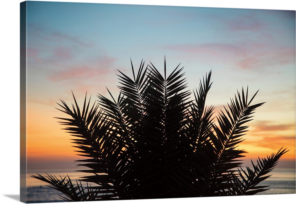Sunset Palms II