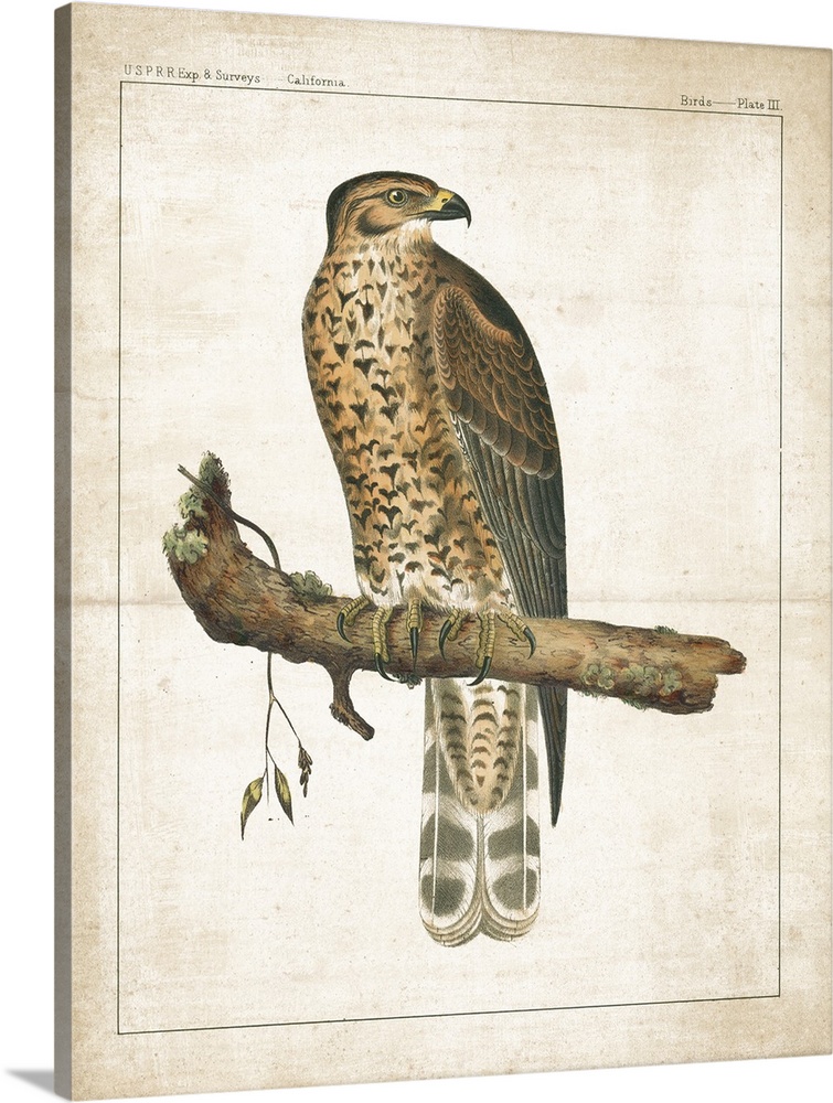 A vintage illustration from a book of a Hawk perched on a branch with long, sharp nails and text at the top.