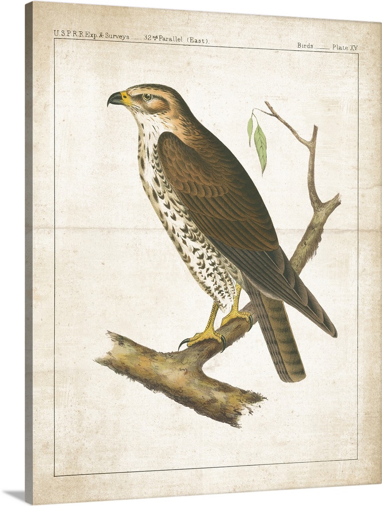 A vintage illustration from a book of a Hawk perched on a branch with long, sharp nails and text at the top.