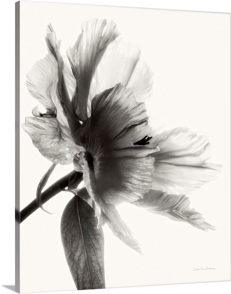 Black and white photograph of a translucent peony.