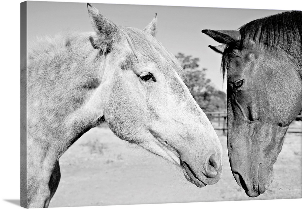 Two Horses BW