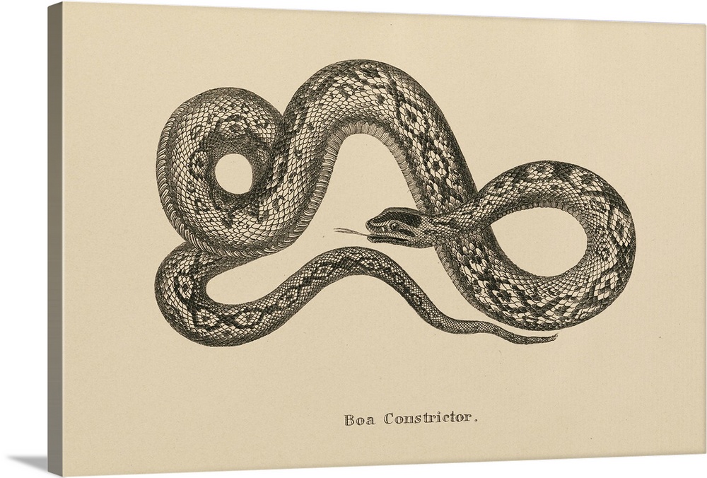 Vintage Boa Constrictor