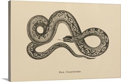 Vintage Boa Constrictor