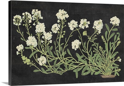 Vintage Flowers on Black
