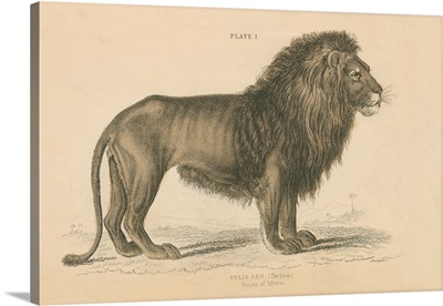 Vintage Lion