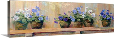 Violets in Pots