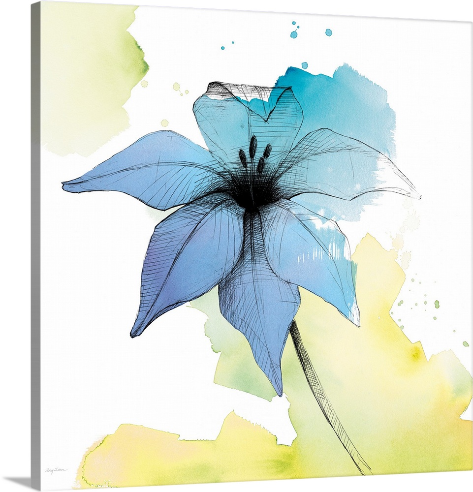 A square watercolor painting of a blue lily with black sketched lines.