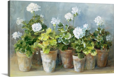 White Geraniums