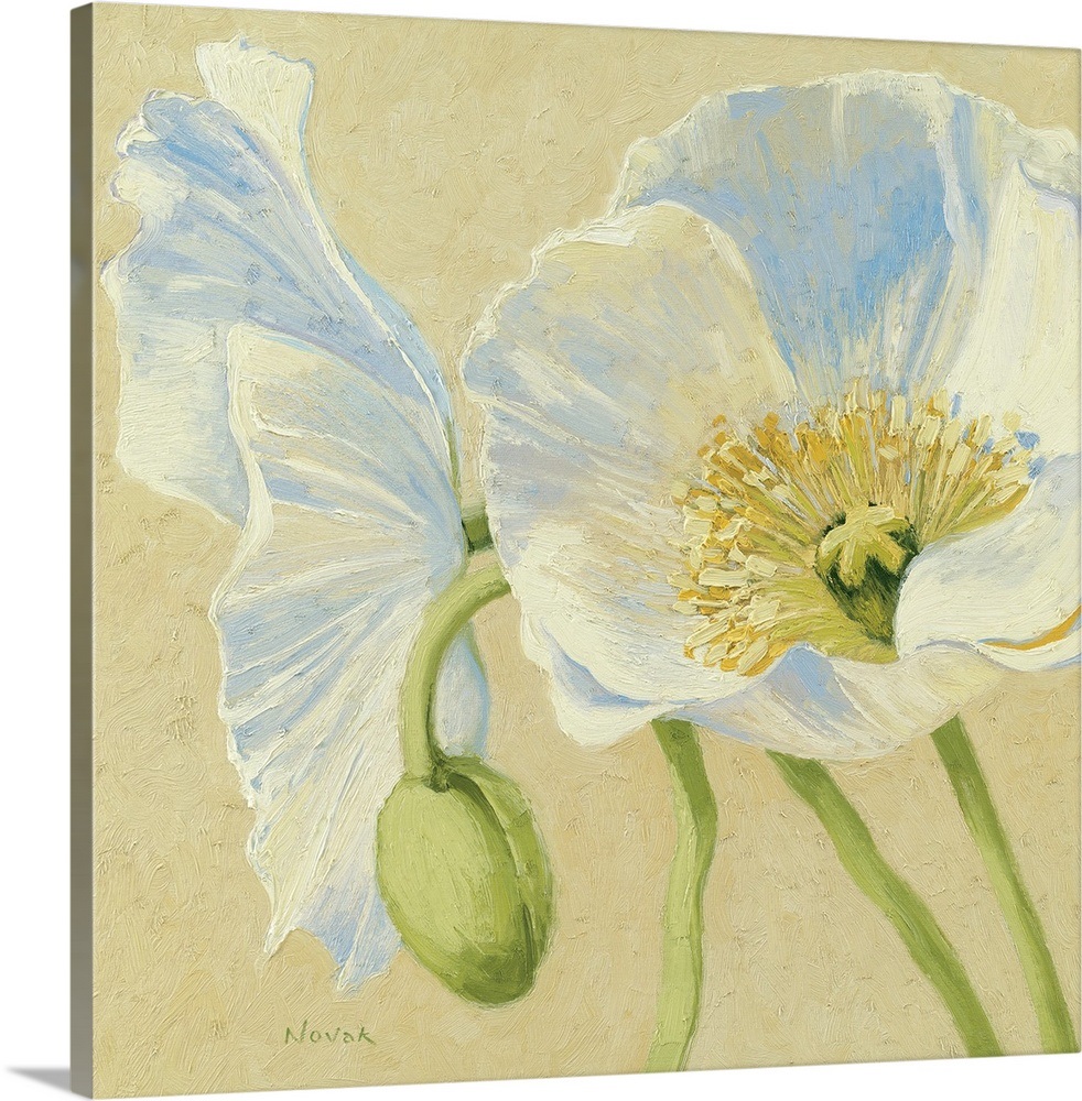 White Poppies II Wall Art, Canvas Prints, Framed Prints, Wall Peels