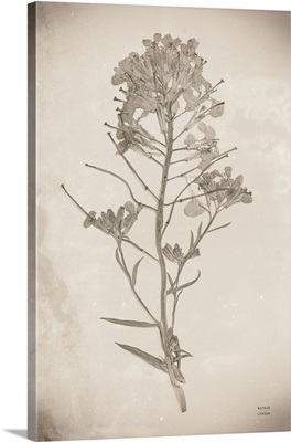 Wildflower Journal Vintage I