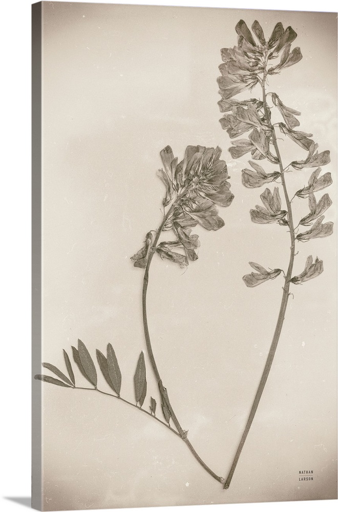 Wildflower Journal Vintage VI