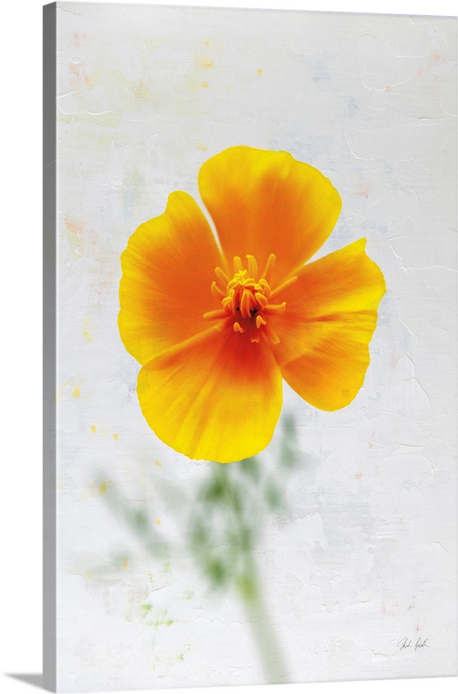 Wonderful Wildflowers V