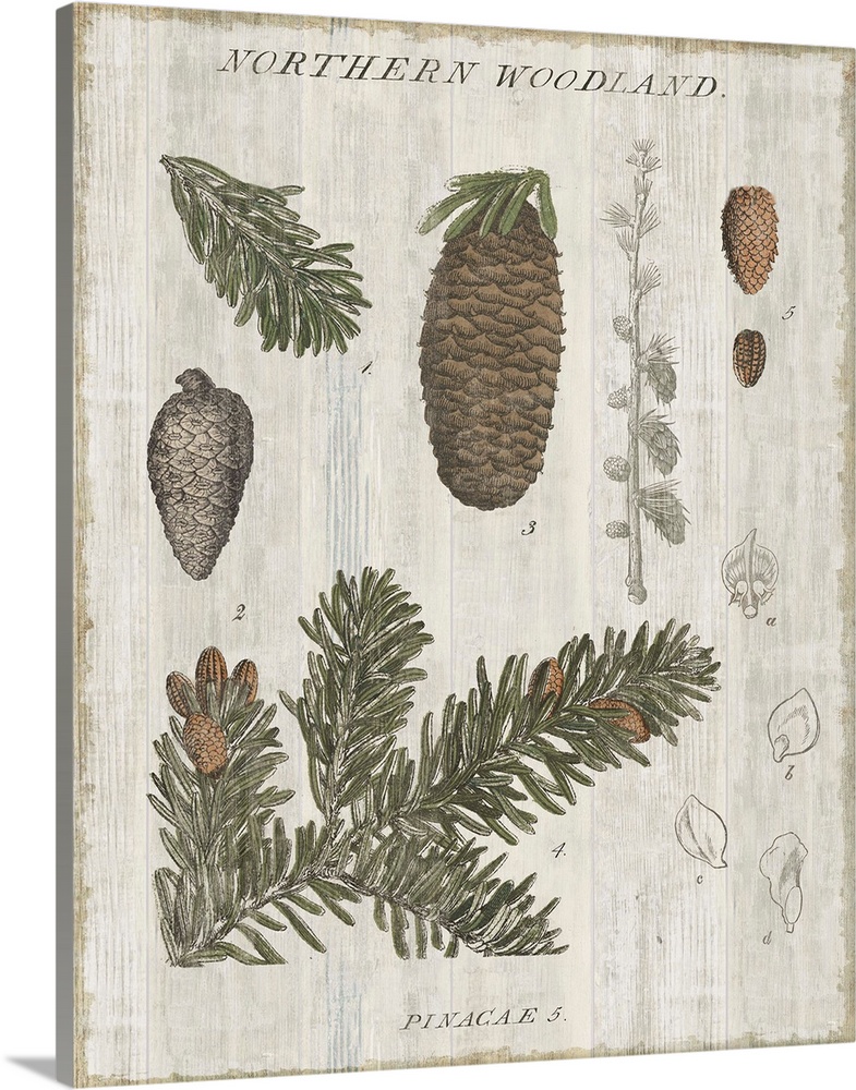 Home decor artwork of a vintage rustic looking chart of trees.