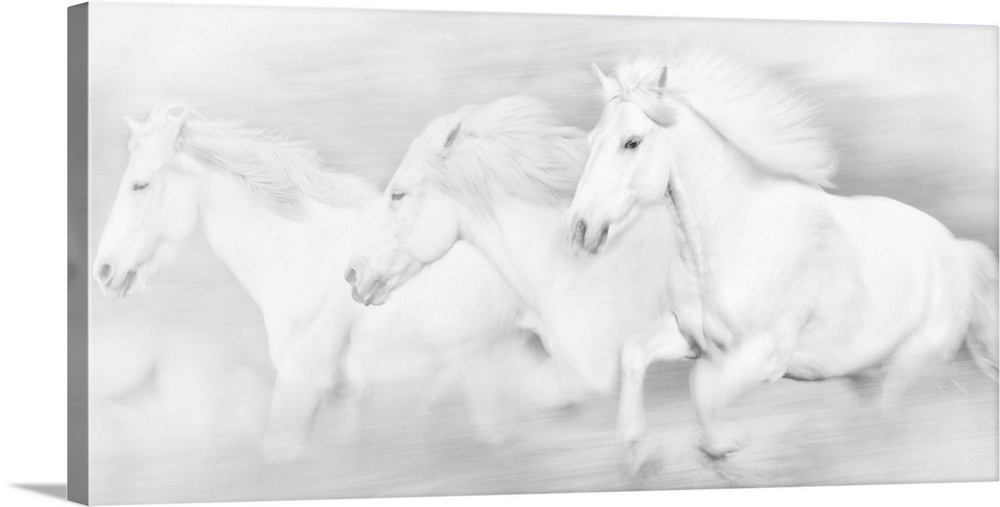 Photograph of three white horses galloping.