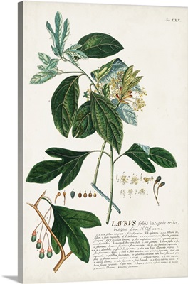 Alluring Botanical VI