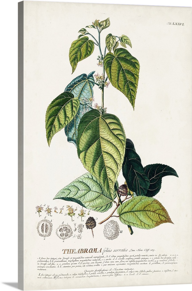 Alluring Botanical VIII