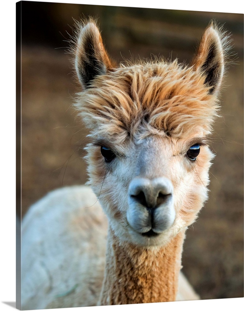 Cute photo of the head and neck of an alpaca with fuzzy fur.