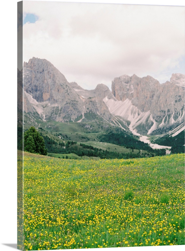 Photograph of bright yellow wildflowers in front of the Italian Alps, Dolomites, Italy.