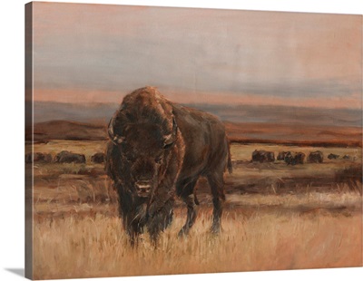 American Buffalo On The Plains I