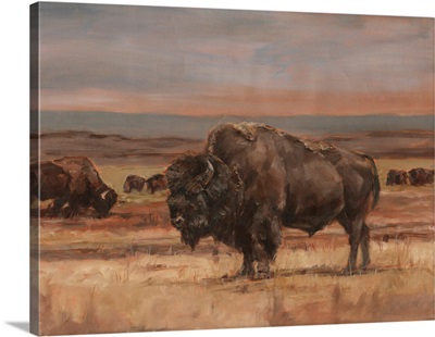 American Buffalo On The Plains II