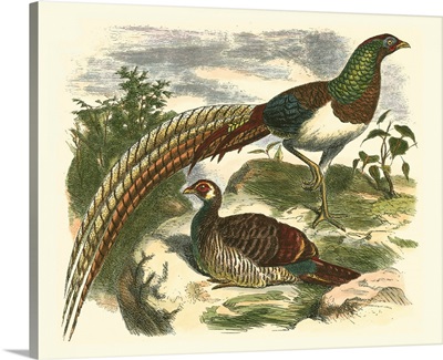 Amherst Pheasant