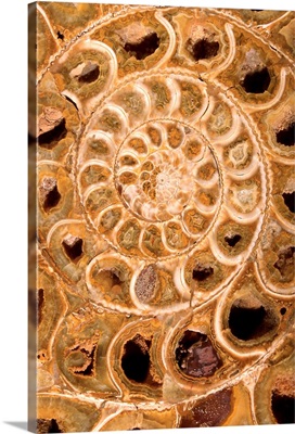 Ammonite I