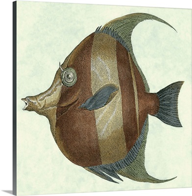 Angel Fish II