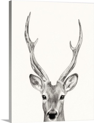 Deer Pencil Drawing Print, Deer Art Print, Majestic Deer, White Tail Deer,  Big Buck, Deer Illustration, Deer Wall Art, Gift for Deer Hunter