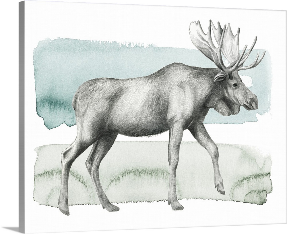 Graphite sketch of a moose on a blue, green, and white watercolor background.