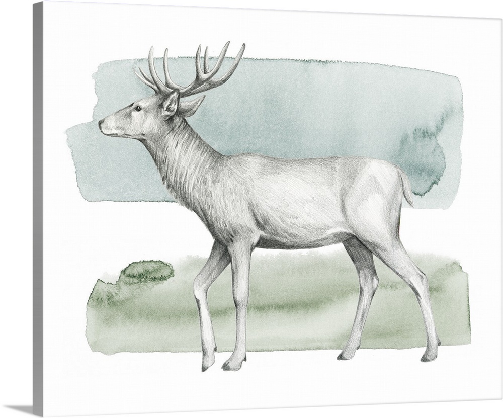 Graphite sketch of a deer on a blue, green, and white watercolor background.