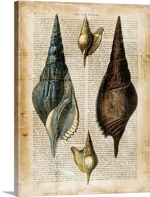 Antiquarian Seashells II
