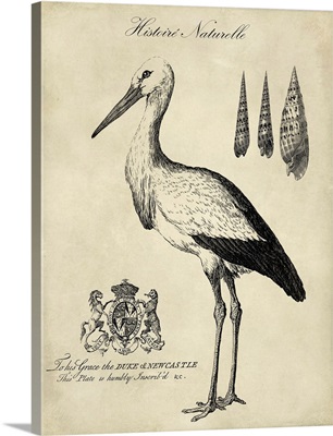 Antiquarian Stork