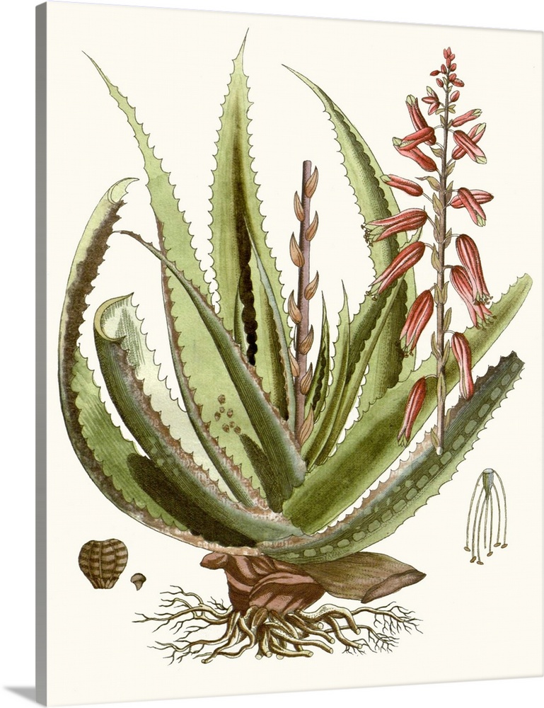 A decorative vintage illustration of an aloe plant.