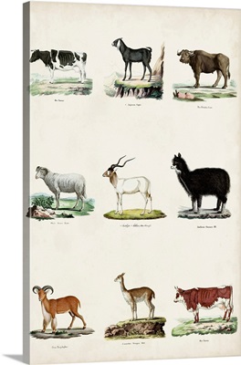 Antique Animal Chart II