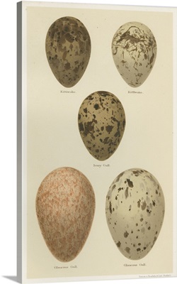 Antique Bird Egg Study IV