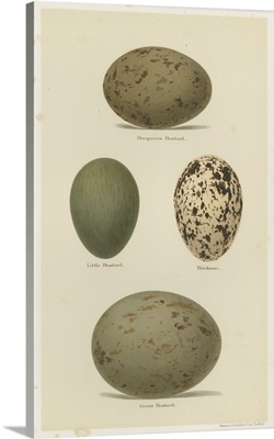 Antique Bird Egg Study V
