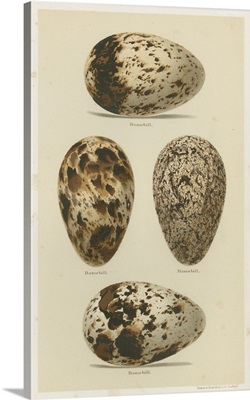 Antique Bird Egg Study VI