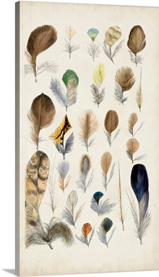 Antique Bird Feathers II