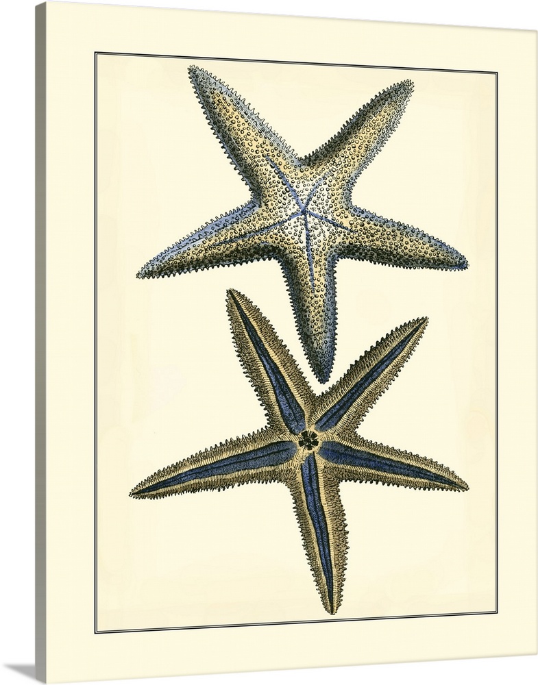 Antique Blue Starfish I