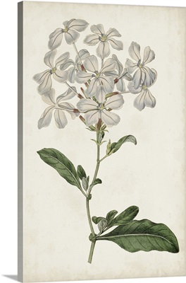 Antique Botanical Collection VIII
