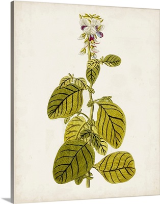 Antique Botanical Study VII