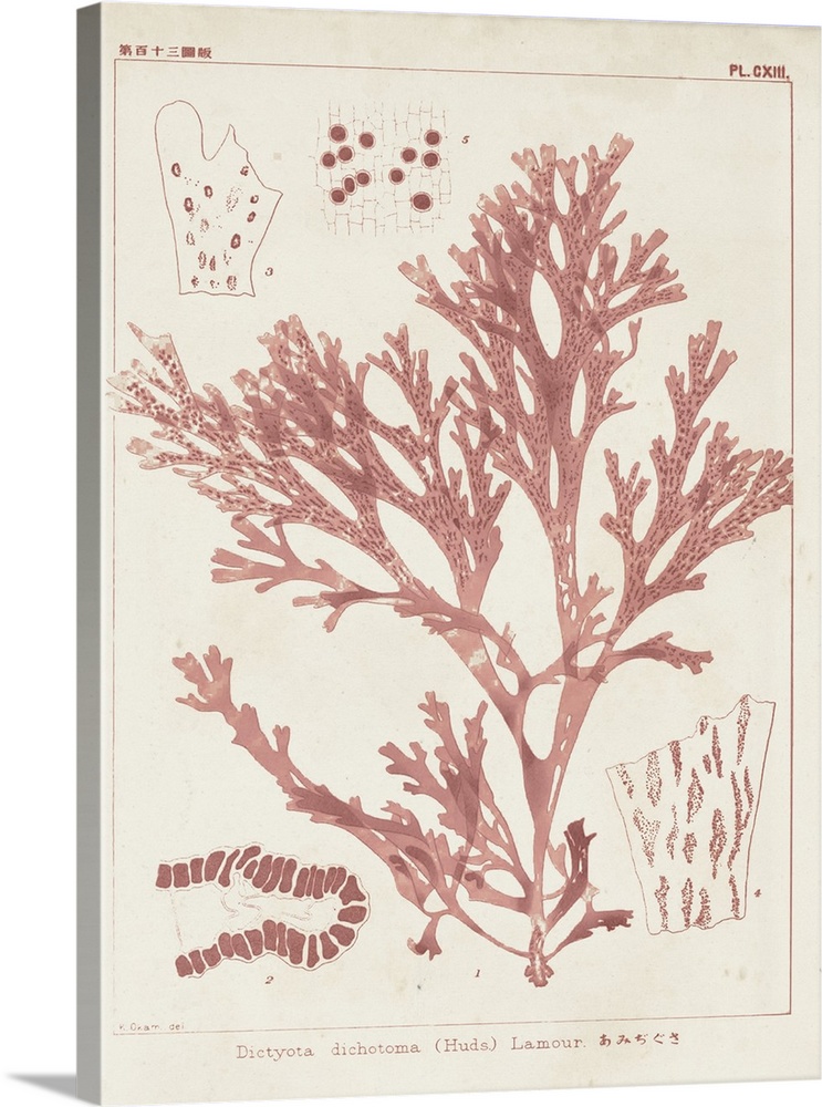 Vintage illustrations of the details of coral seaweed in pink on a beige backdrop.