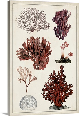 Antique Coral Study II