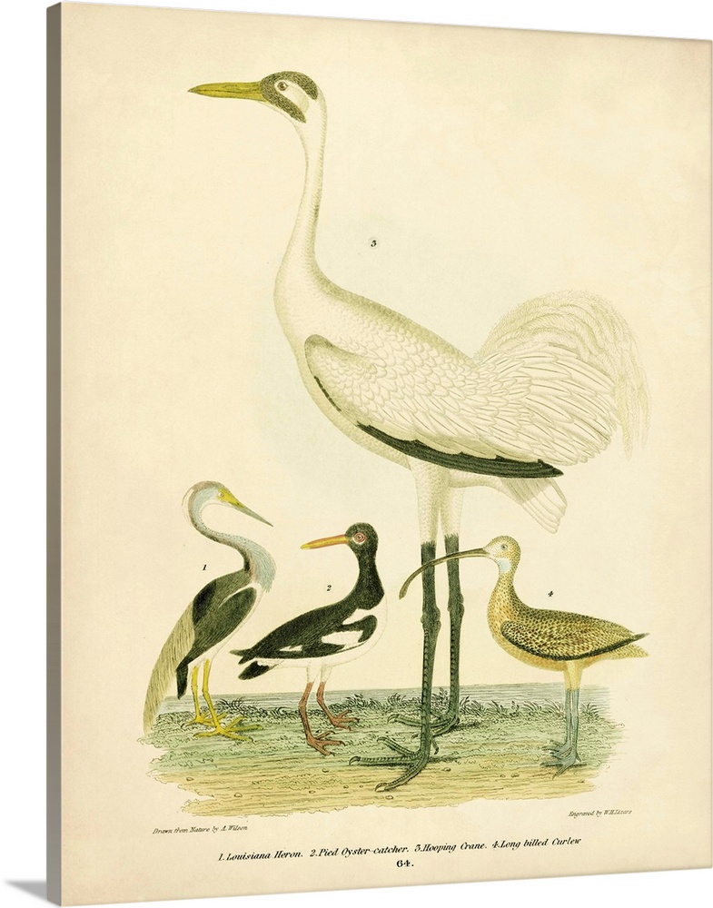 Antique Crane And Heron