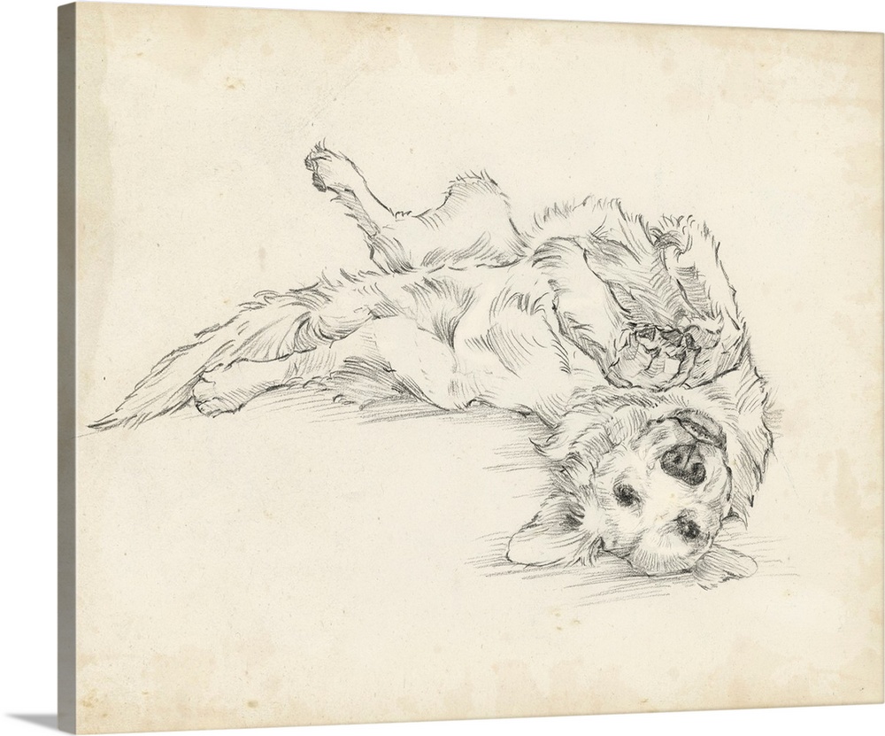 Antique Dog Sketch I