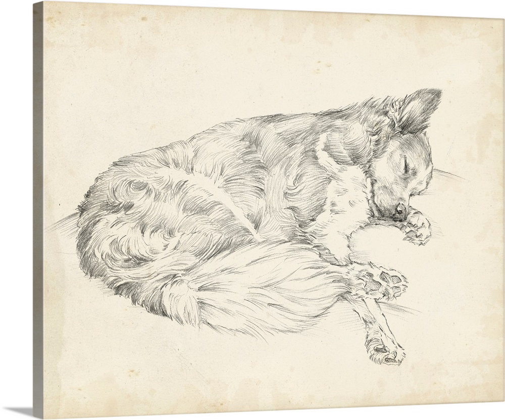 Antique Dog Sketch II